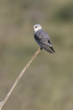 Black-winged kite (Elanus caeruleus) perched on a branch, Kwazulu Natal Province, South Africa