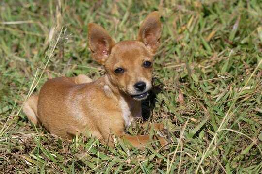 Little dog laying on grass, Serra da Canastra, Minas Gerais state, Brazil