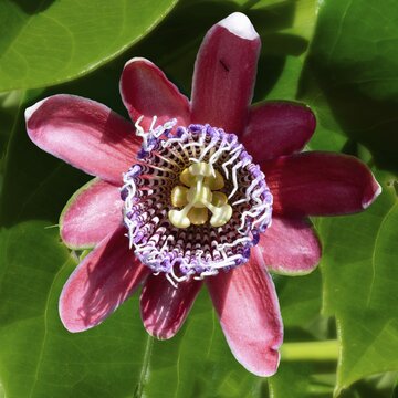 Purple passion fruit flower, Serra da Canastra, Minas Gerais state, Brazil
