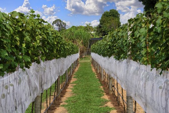 Vineyard, Small artisanal winery, Serra da Canastra, Minas Gerais state, Brazil