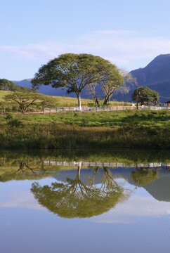 Trees reflecting in a pond, Serra da Canastra, Minas Gerais state, Brazil