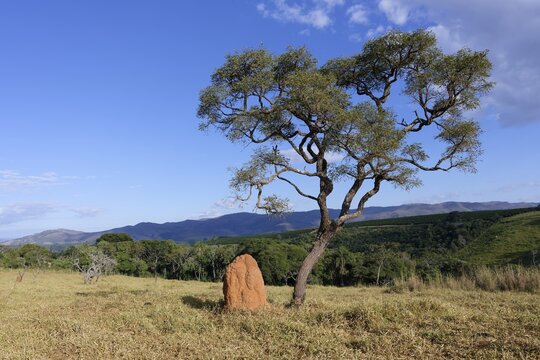 Tree and termite mound, Serra da Canastra landscape, Sao Roque das Minas, Minas Gerais state, Brazil
