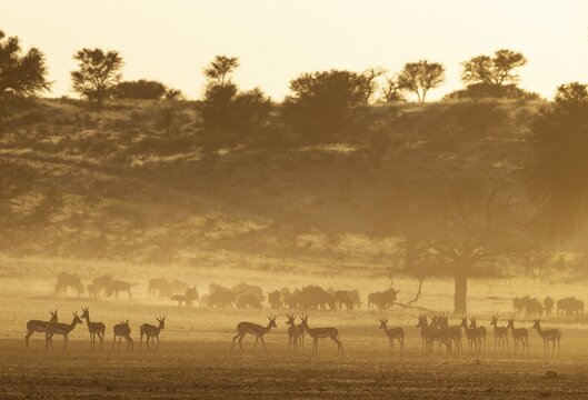 Springbok (Antidorcas marsupialis) . Herd at sunrise. Behind them a herd of Blue Wildebeest (Connochaetes taurinus) . Kalahari Desert, Kgalagadi Transfrontier Park, South Africa