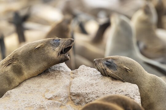 Cape Fur Seal (Arctocephalus pusillus) . Social contact. Cape Cross Seal Reserve, Skeleton Coast, Dorob National Park, Namibia