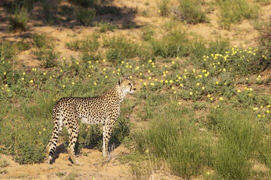 Cheetah (Acinonyx jubatus) . Female. Looking out for prey. During the rainy season with yellow Devil's Thorn (Tribulus zeyheri) flowers, Kalahari Desert, Kgalagadi Transfrontier Park, South Africa