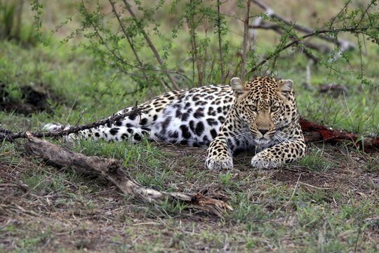 Leopard (Panthera pardus), adult, observed, alert, lying, on ground, Sabi Sand Game Reserve, Kruger National Park, South Africa