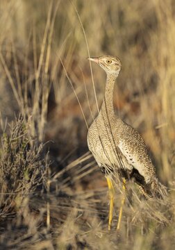Northern Black Korhaan (Afrotis afraoides) . Also called White-quilled Bustard. Female. Kalahari Desert, Kgalagadi Transfrontier Park, South Africa