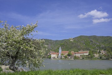 Flowering tree and view over the Danube to Dürnstein, Wachau, Rossatzbach, Lower Austria, Austria