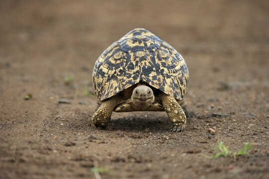 Leopard tortoise (Testudo pardalis), adult, walking, foraging, Kruger National Park, South Africa