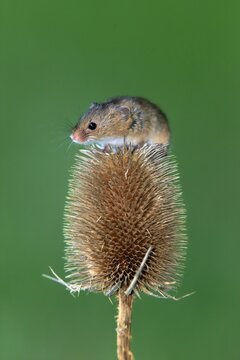 Eurasian harvest mouse (Micromys minutus), adult, on thistle, fruit stand, Surrey, England, Europe Harvest mouse, Europe Harvest mouse, adult on teasel seed head, adults, sit, sitting, teasel seed head, Europe, vertical, mouse, mice, rodent, rodents, mammal, mammals, animal, animals, wildlife, wild, Zoology, outside, outdoor, outdoors, color, colour