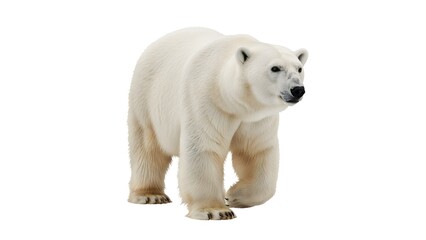 A polar bear standing on a plain white background looking to the right