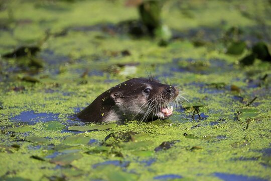 European otter (Lutra lutra), adult, swimming, in water, portrait, foraging, calling, Surrey, England, Great Britain