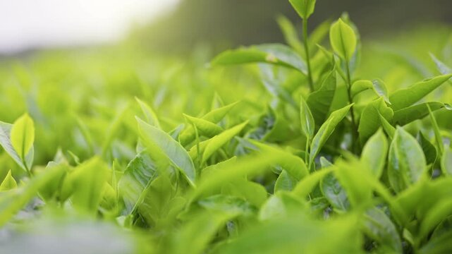 Green tea garden with rows of tea bushes and fresh leaves moving in the breeze, traditional plantation scene captured with smooth walking camera motion
