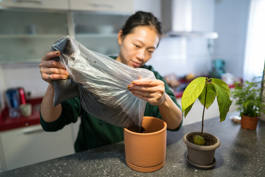 Indoor gardening with homegrown avocado plant