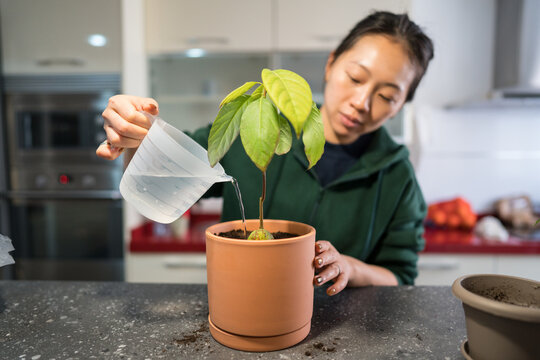 Woman watering a homegrown avocado plant for sustainable living