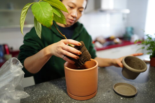 Indoor planting of avocado for sustainable living