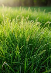 Obraz premium A dense patch of vibrant green wild grass suitable for foraging and nesting, crucial habitat for small, hungry woodland rodents, small, summer, grass