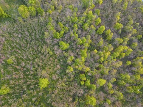 Drone shot forest, Furth bei G&ouml;ttweig, Lower Austria, Austria