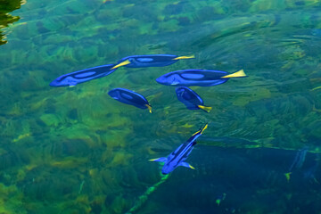 A school of blue ocean fish is swimming near the surface of the water.