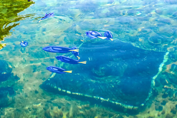 A school of blue ocean fish is swimming near the surface of the water.