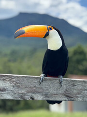 Obraz premium Toucan profile