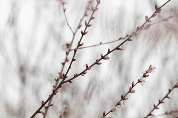 Promise of Peach Bloom, Peach blossom (Prunus persica)