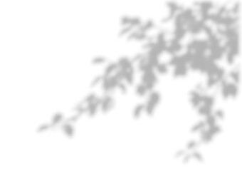 Tree shadow overlay on white background, vector illustration. Leaves branch shadows on the wall