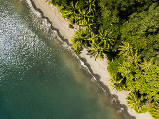 Aerial View of Tropical Beach with Palm Trees