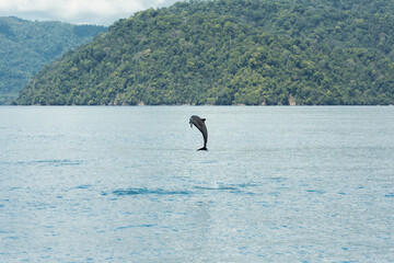 Obraz premium Dolphin Jumping Above Calm Ocean Surface