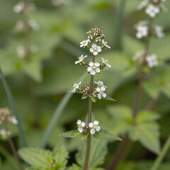 Fototapeta premium In a lush summer setting, a shepherd's purse (Capsella bursa-pastoris) is depicted with space for copying