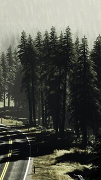 Curving highway with misty pine silhouettes, monochrome atmosphere and haunting fog create moody forest route image for dramatic editorial use
