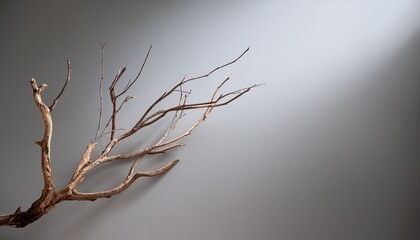 simple dry branch isolated on smooth gray background natural lighting minimalist nature concept copy space