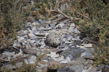 Huevo de ostrero ave en nido.