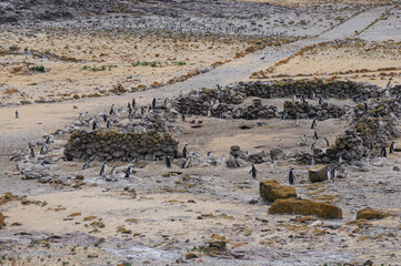 Ping&uuml;inos de magallanes colonizando restos de construcci&oacute;n humana en una isla.