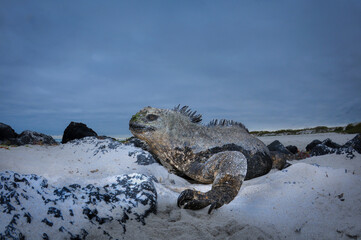 Iguana Gal&aacute;pagosen playa de arena.