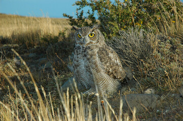 B&uacute;ho Tuc&uacute;quere en la estepa.