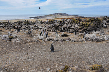Ping&uuml;inos de magallanes colonizando restos de construcci&oacute;n humana en una isla.