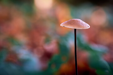 DSCF1058_C1_Fokusstack