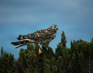 Gavil&aacute;n Ceniciento ave rapaz.