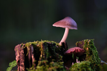 Kleiner Helmling (Mycena spp.) auf feuchtem Waldboden im herbstlichen Laubwald von Baden-Wuerttemberg.