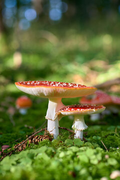 Fliegenpilz (Amanita muscaria) im Zauberwald, Herbststimmung, rot-wei&szlig;er Pilz auf Moos, m&auml;rchenhafte Naturaufnahme.