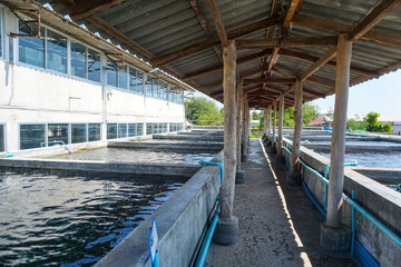 pond, water, fish farm, sea animal farm, aquatic animal, grow out pond, fish pond, ornamental, marine fish, ocean, boat, landscape