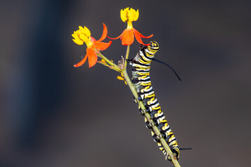 Macro Photo of a Monarch Caterpillar Feeding on Blossoms of a Milkweed Plant
