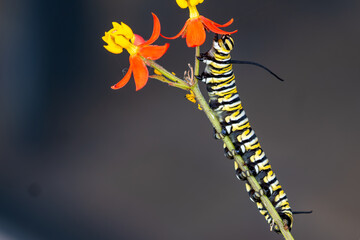 Macro Photo of a Monarch Caterpillar Feeding on Blossoms of a Milkweed Plant