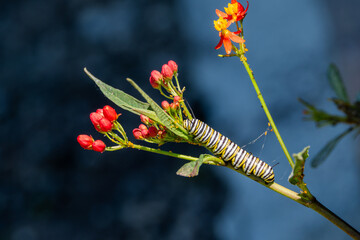 Close up of a Monarch Caterpillar Eating a Milkweed Plant