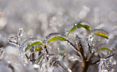 Ice-covered branches with green leaf after freezing rain. Natural frosted texture with soft light and blurred background, illustrating cold weather, frost, freezing rain, and winter nature concepts.