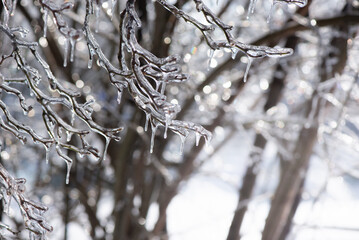 Ice-covered branches after freezing rain. Natural frosted texture with soft light and blurred background, illustrating cold weather, frost, freezing rain, and winter nature concepts.