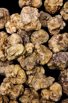 truffes , truffes blanches  &agrave; l'&eacute;tat brut , sortie de terre, gros plan , tr&eacute;sor rare , champignons sauvages , parfum puissant , sauvage , luxe rare , nature , nourriture imparfaite , traces du sols  ,