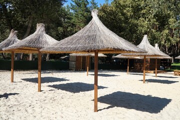 Fototapeta premium Umbrellas made of straw or reeds on birch trees by the water