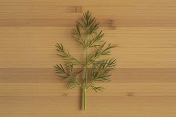 Fresh dill herb on wooden cutting board